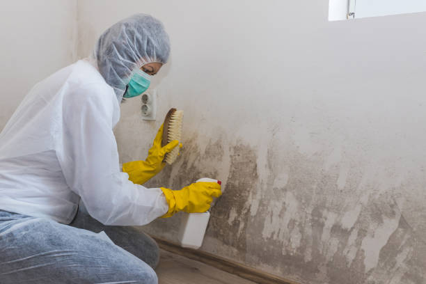 Best Biohazard Mold Removal  in Bunker Hl, IL